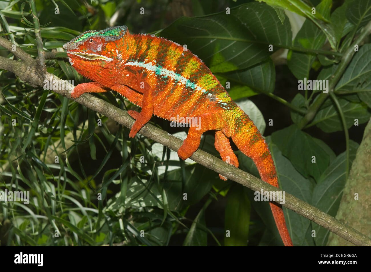 Panther Chameleon (Furcifer pardalis), Madagascar Stock Photo Alamy