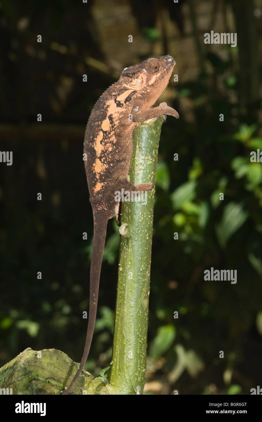 Female Panther Chameleon (Furcifer pardalis), Madagascar Stock Photo