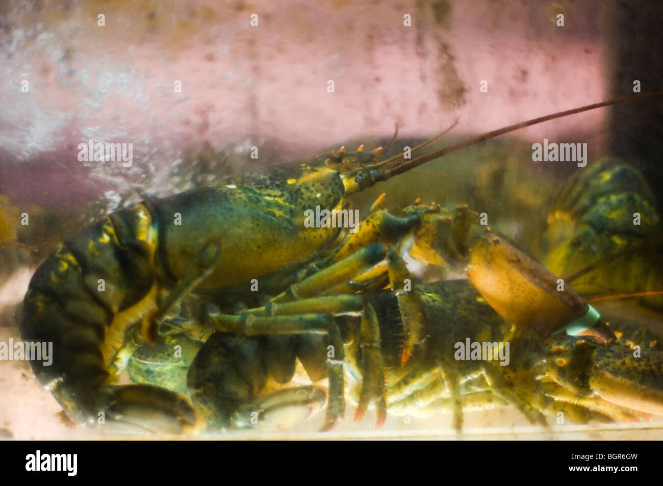 Lobsters in an aquarium in the window of a Chinatown restaurant, in New