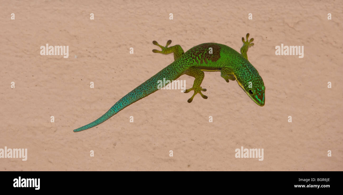 Phelsuma Day Gecko, Madagascar Stock Photo