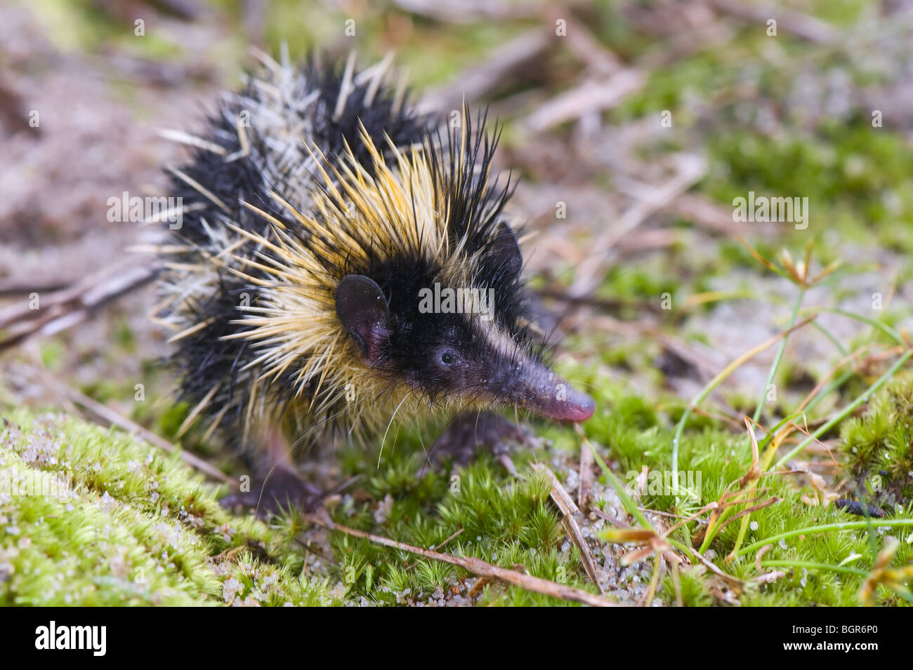 Lowland Streaked Tenrec (Hemicentetes semispinosus), Madagascar Stock