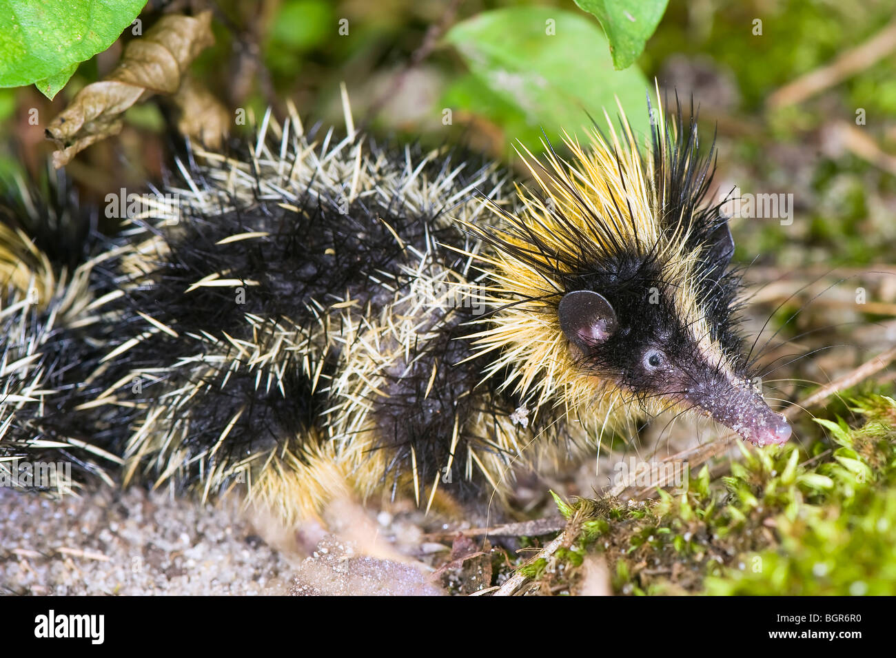 Lowland Streaked Tenrec (Hemicentetes semispinosus), Madagascar Stock