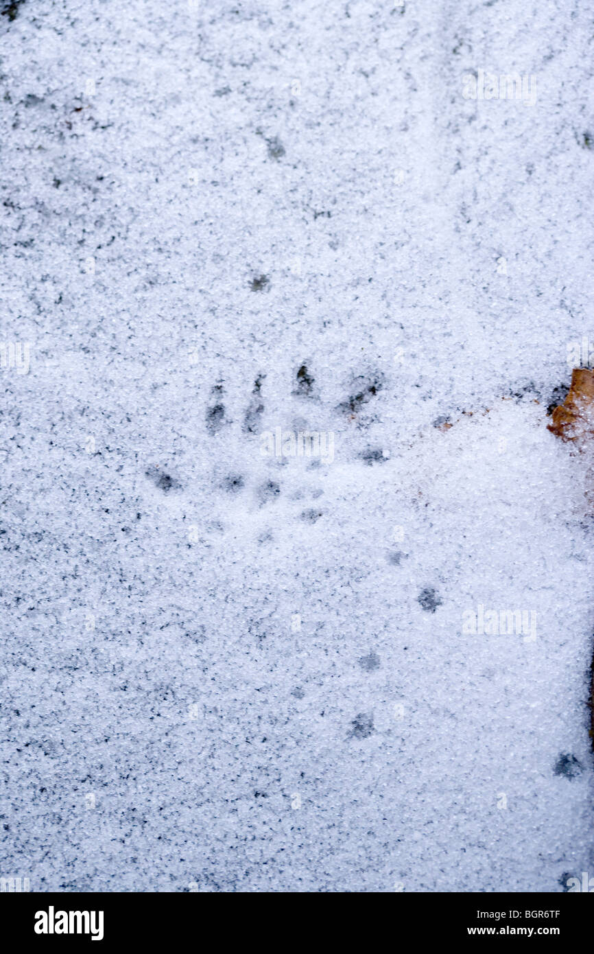 Mouse Footprint