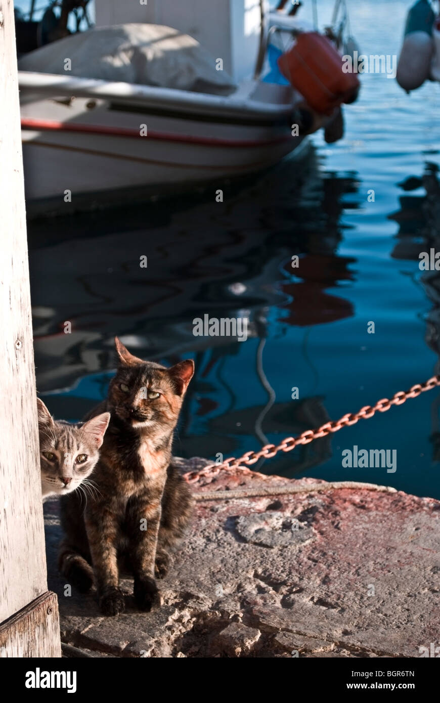 Two stray cats at Mikrolimano bay in Faliro in Greece Stock Photo