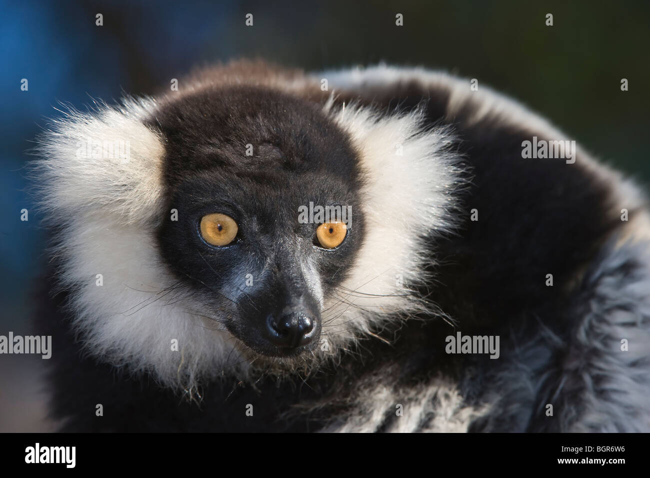 Black-and-White Ruffed Lemur (Varecia variegata), Madagascar Stock Photo