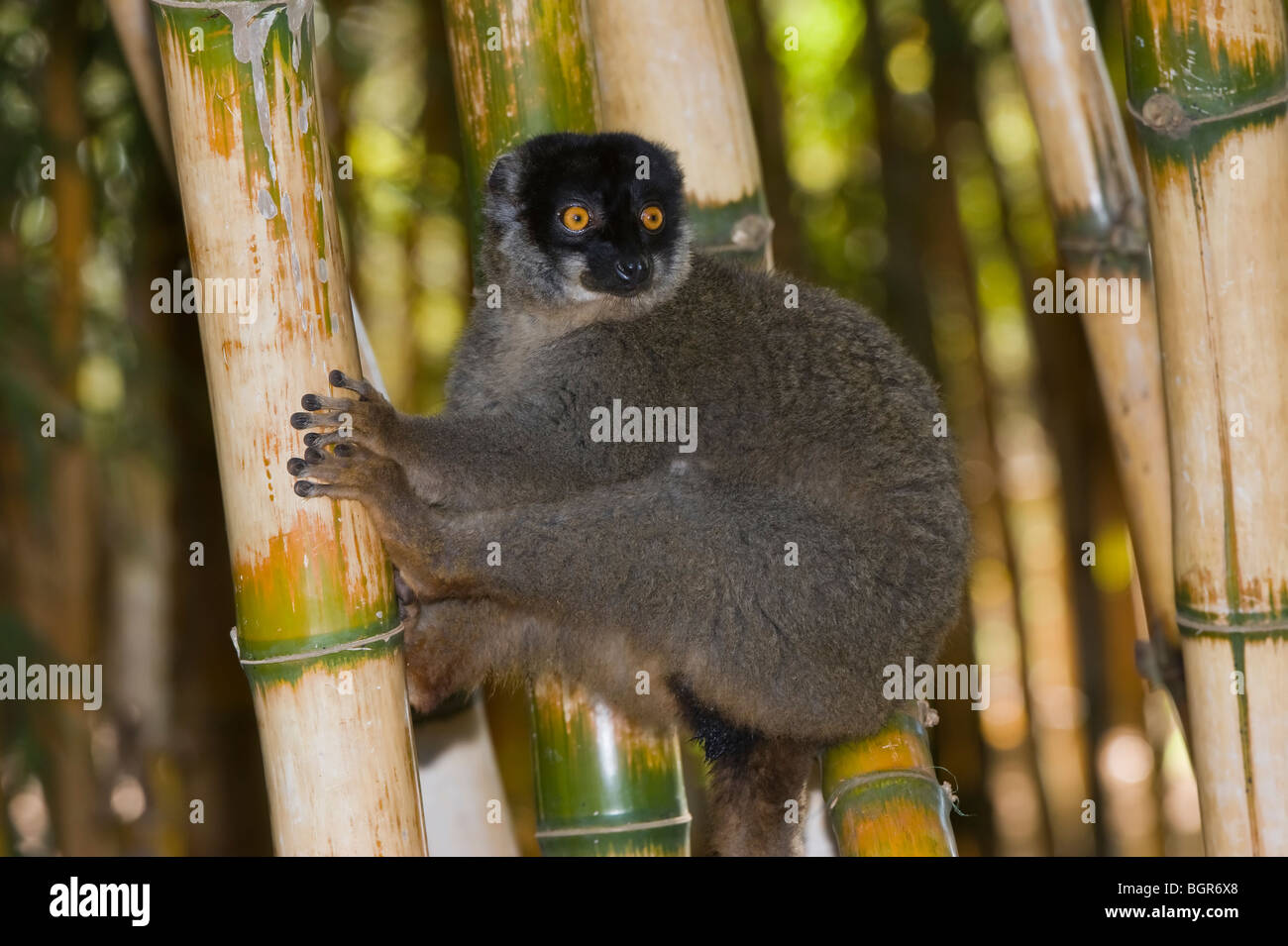 Common Brown Lemur (Eulemur fulvus), Madagascar Stock Photo