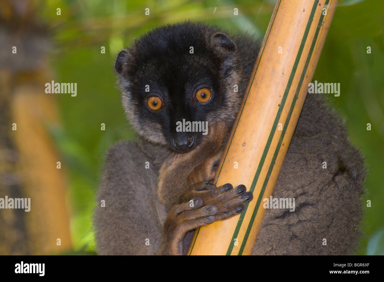 Common Brown Lemur (Eulemur fulvus), Madagascar Stock Photo