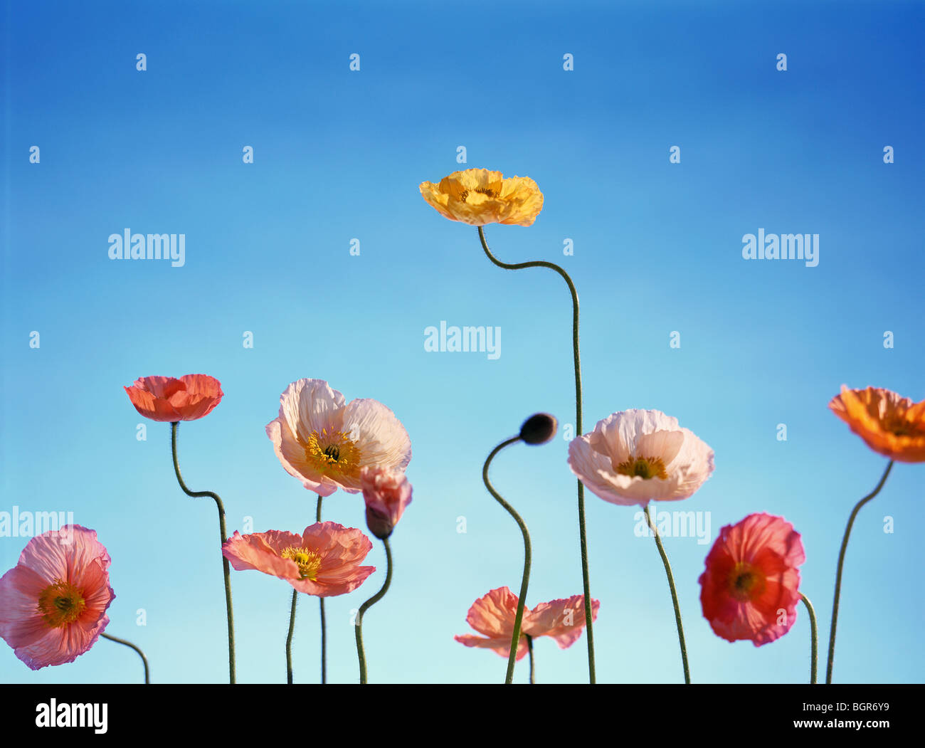 Poppies flowers blue sky clouds hi-res stock photography and images - Alamy