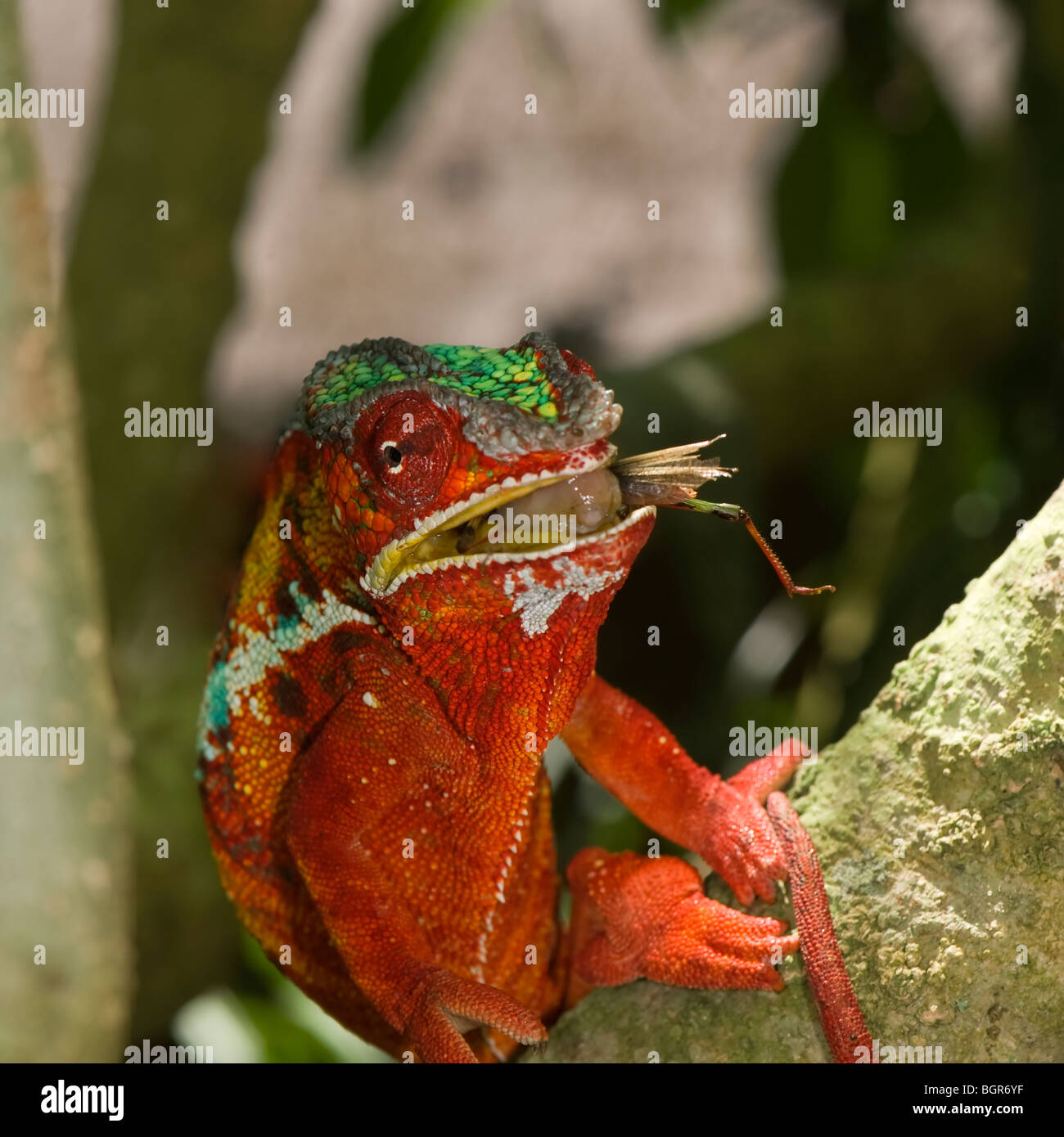 Panther Chameleon (Furcifer pardalis), Madagascar Stock Photo