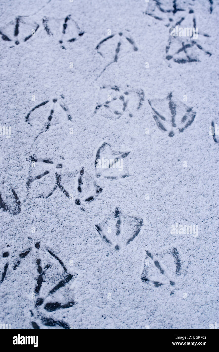 Duck footprint hires stock photography and images Alamy