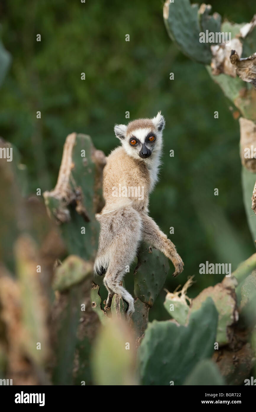 Ring-tailed Lemur (Lemur catta), Madagascar Stock Photo