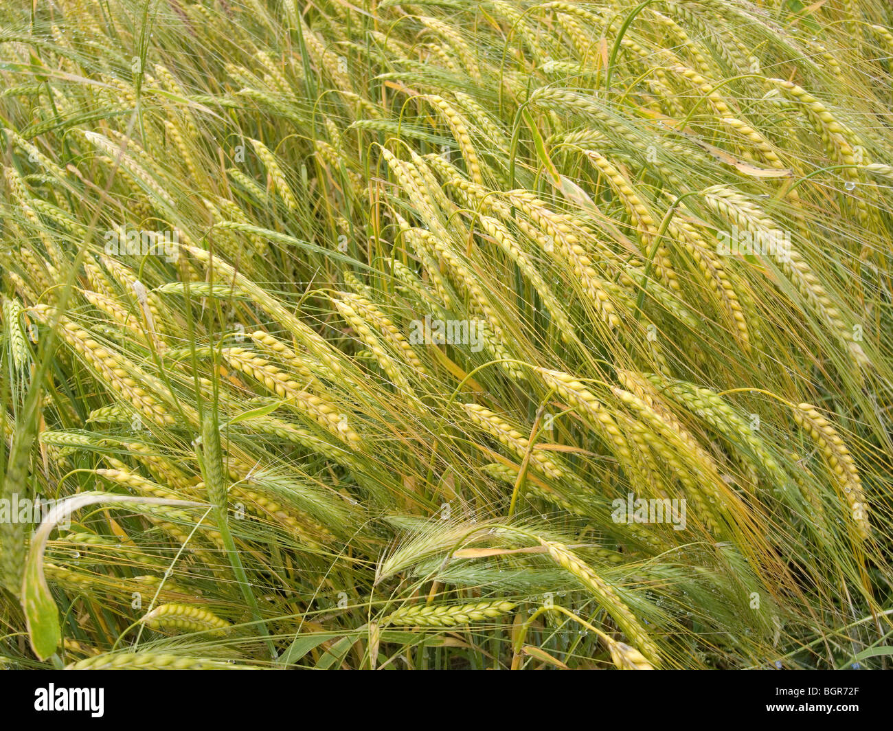 Close up of wheat ripening in a field with rain drops Stock Photo