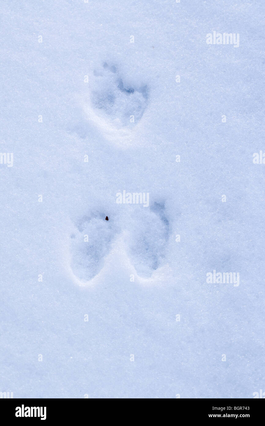 Rabbit (Oryctolagus cuniculus). Footprints in the snow. Forefeet top, Rear feet below. Relative positions suggest the animal was stationary. Some infill Stock Photo