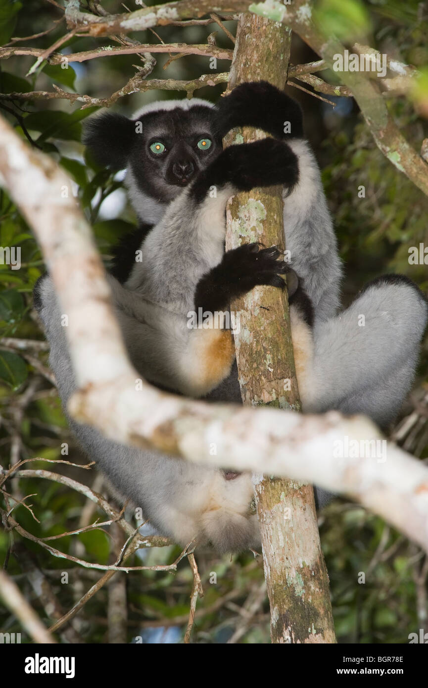 Indri Or Babakoto (indri Indri), Madagascar Stock Photo - Alamy