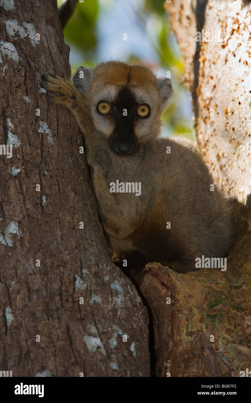 Red-Fronted Brown Lemur (Eulemur rufus), Madagascar Stock Photo