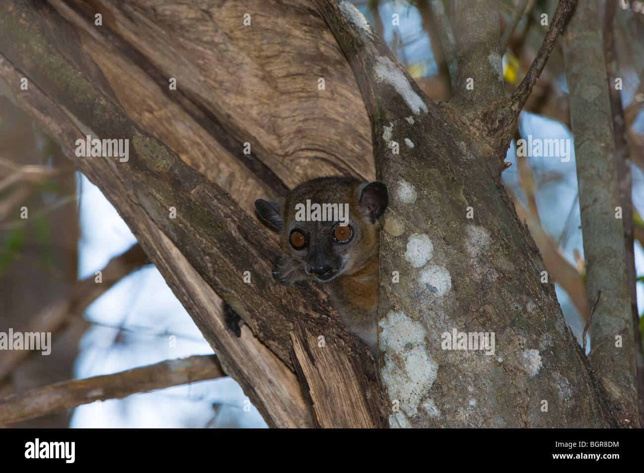 Redtailed sportive Lemur (Lepilemur ruficaudatus), Madagascar Stock