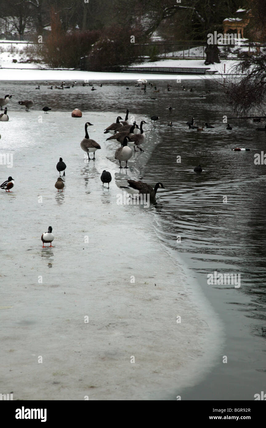 Birds on the frozen lake at Crystal Palace Park, Sydenham during the cold Winter of 2010 Stock Photo