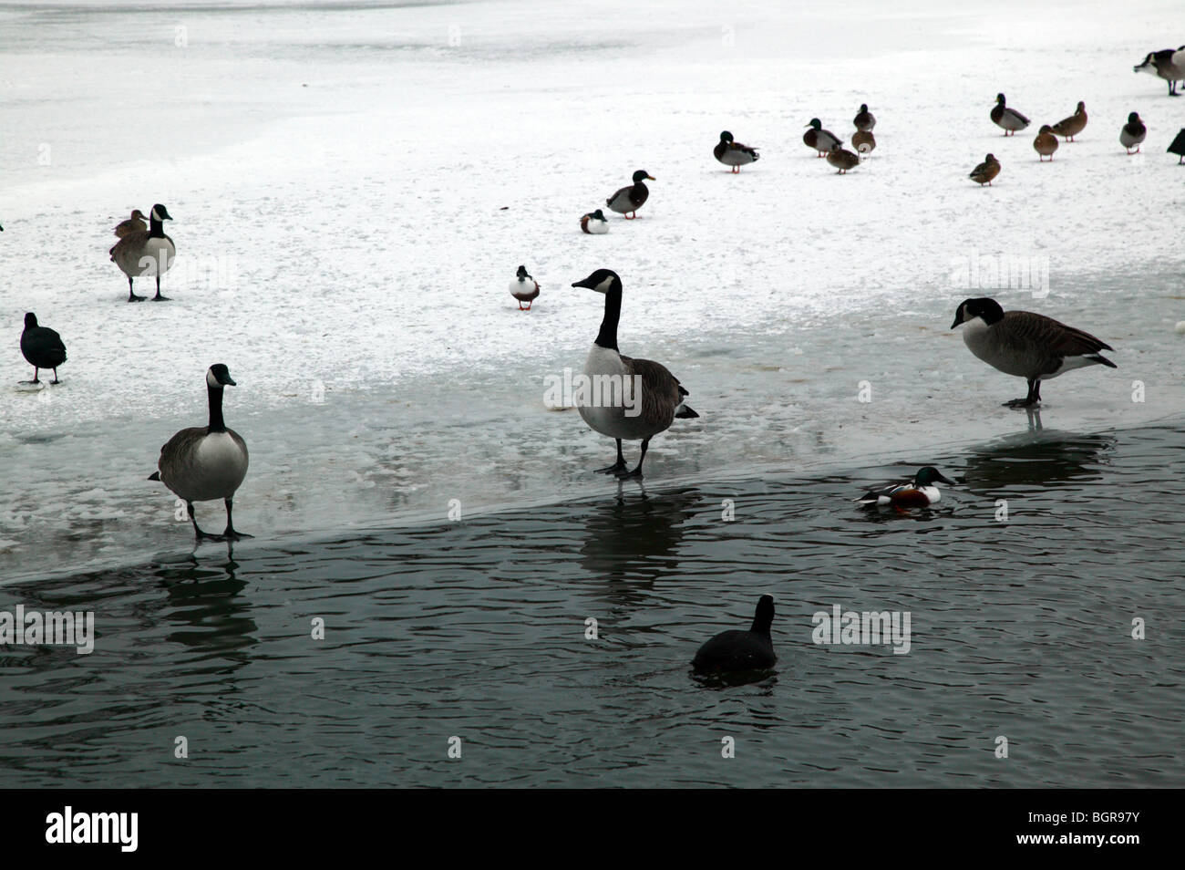 Birds on the frozen lake at Crystal Palace Park, Sydenham during the cold Winter of 2010 Stock Photo