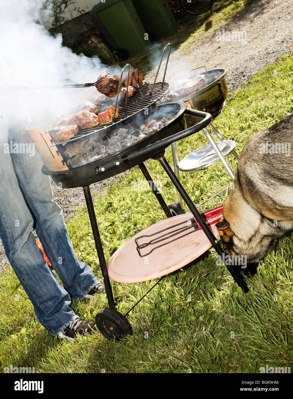 A German shepherd sniffing by  grill, Sweden. Stock Photo