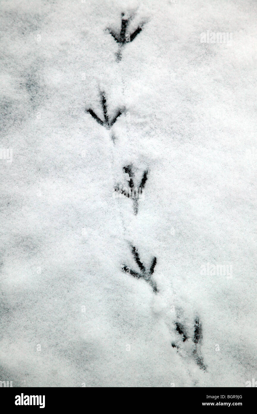 Pigeon footprints left in frozen snow, in the churchyard of St Mary the Virgin, Ladywell, Lewisham Stock Photo