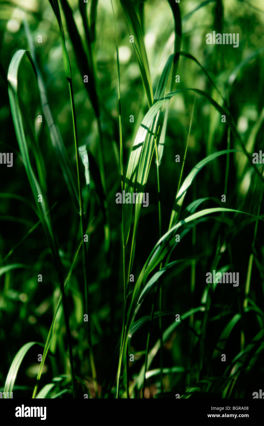 Grass growing extreme close up hi-res stock photography and images - Alamy