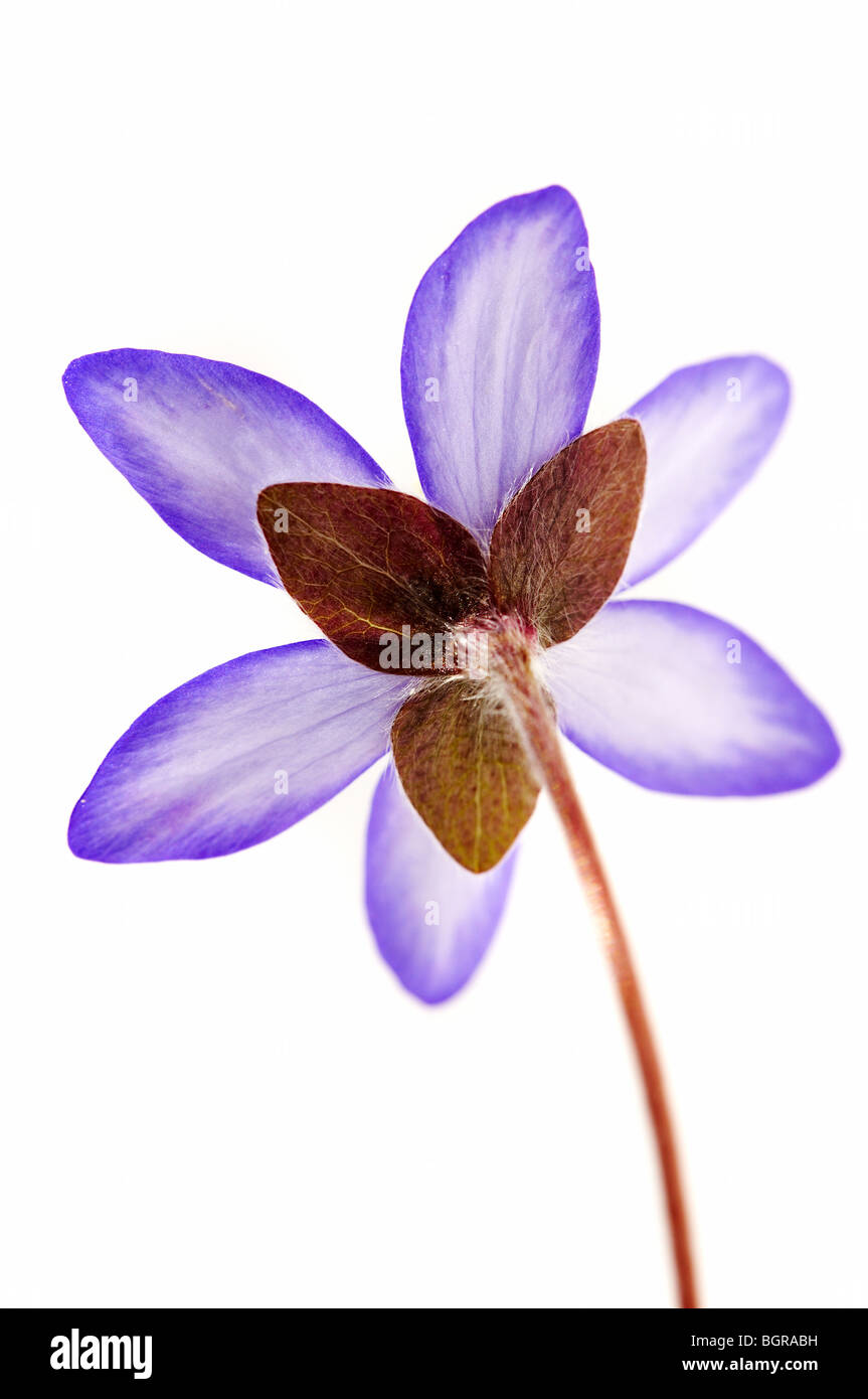 A flower against white background. Stock Photo