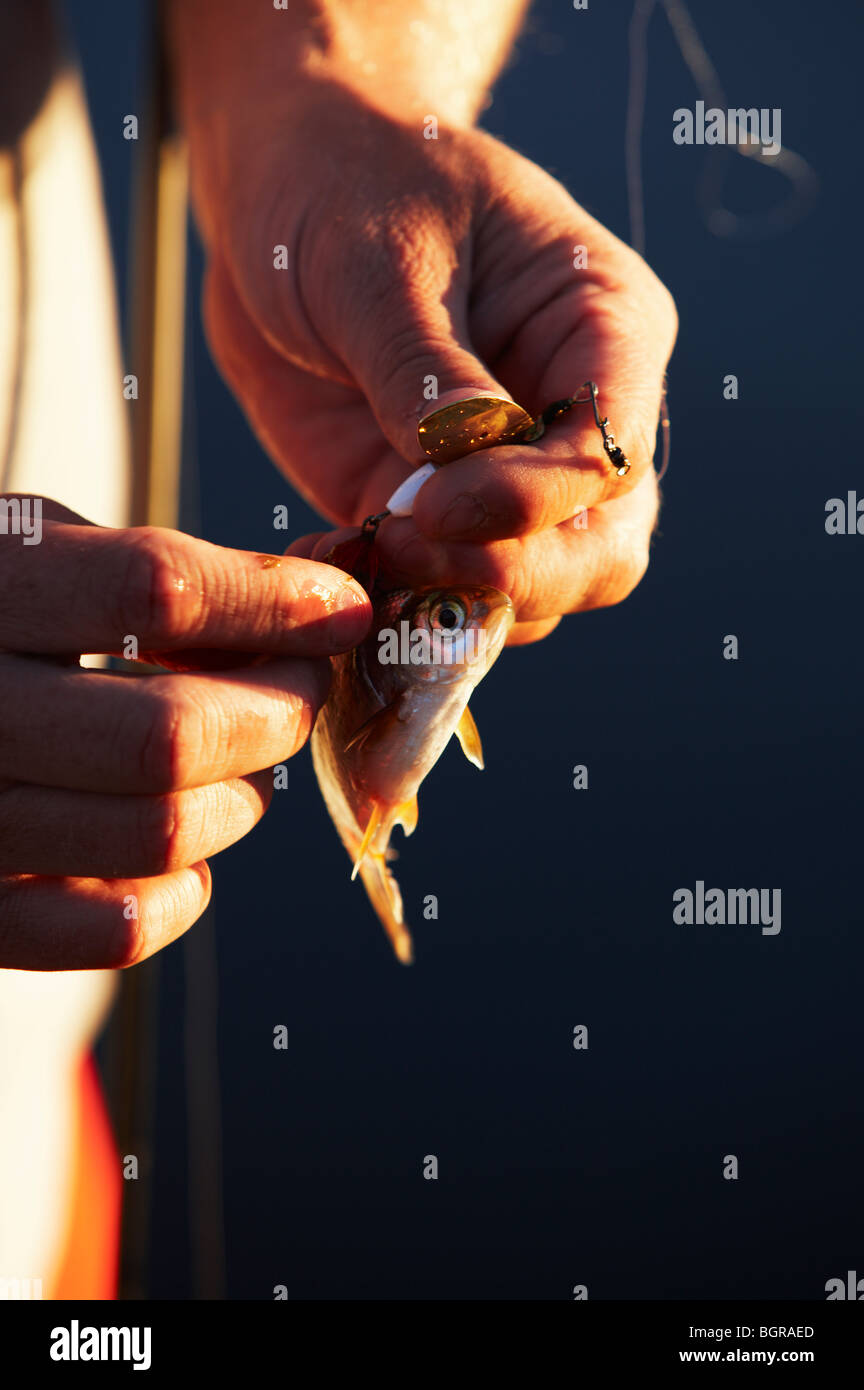 A small fish in a hand. Stock Photo