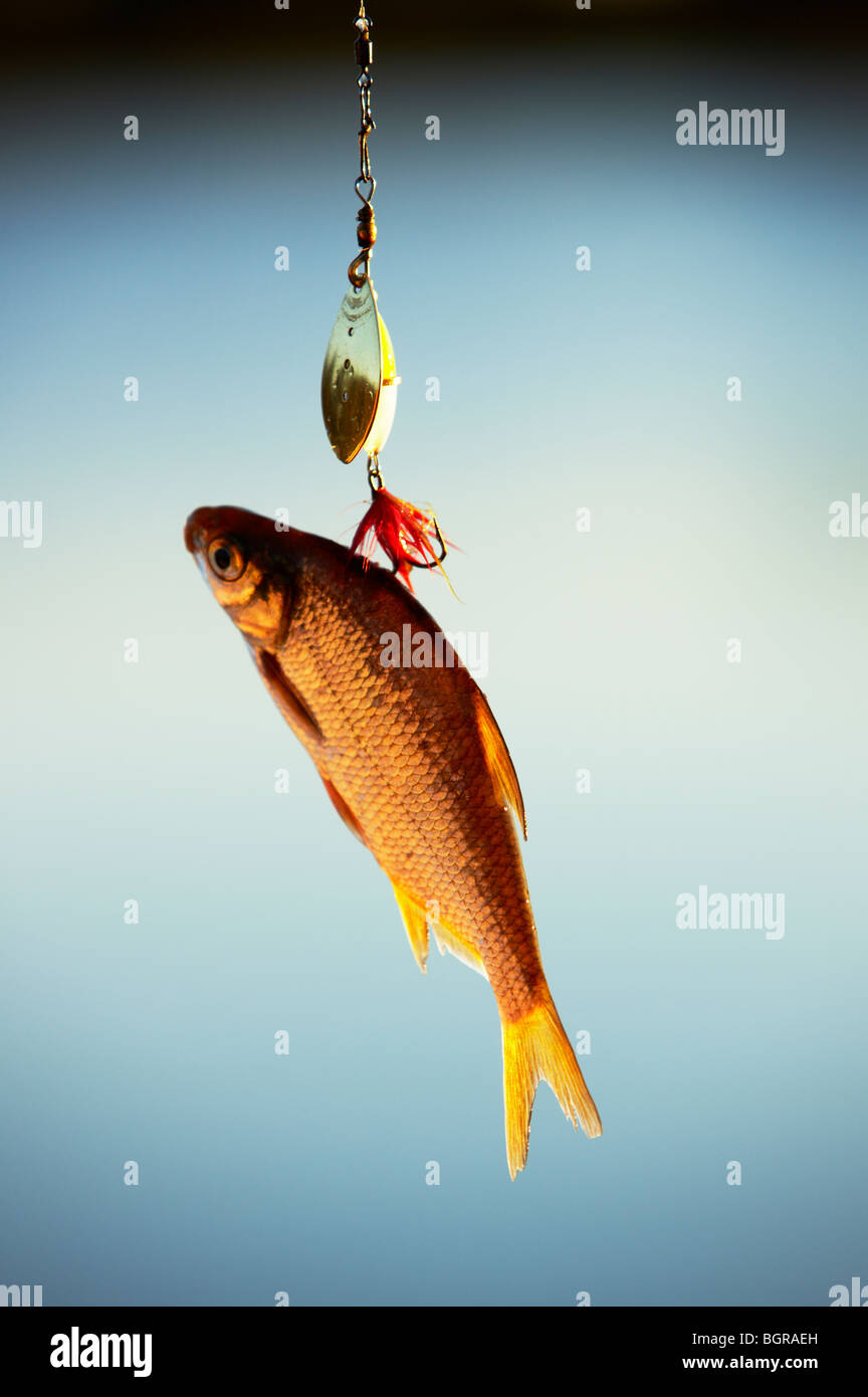 A fish on a hook, close-up. Stock Photo