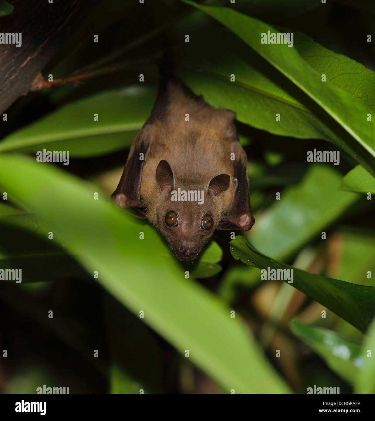 Greater short-nosed fruit bat, Cynopterus sphinx Stock Photo