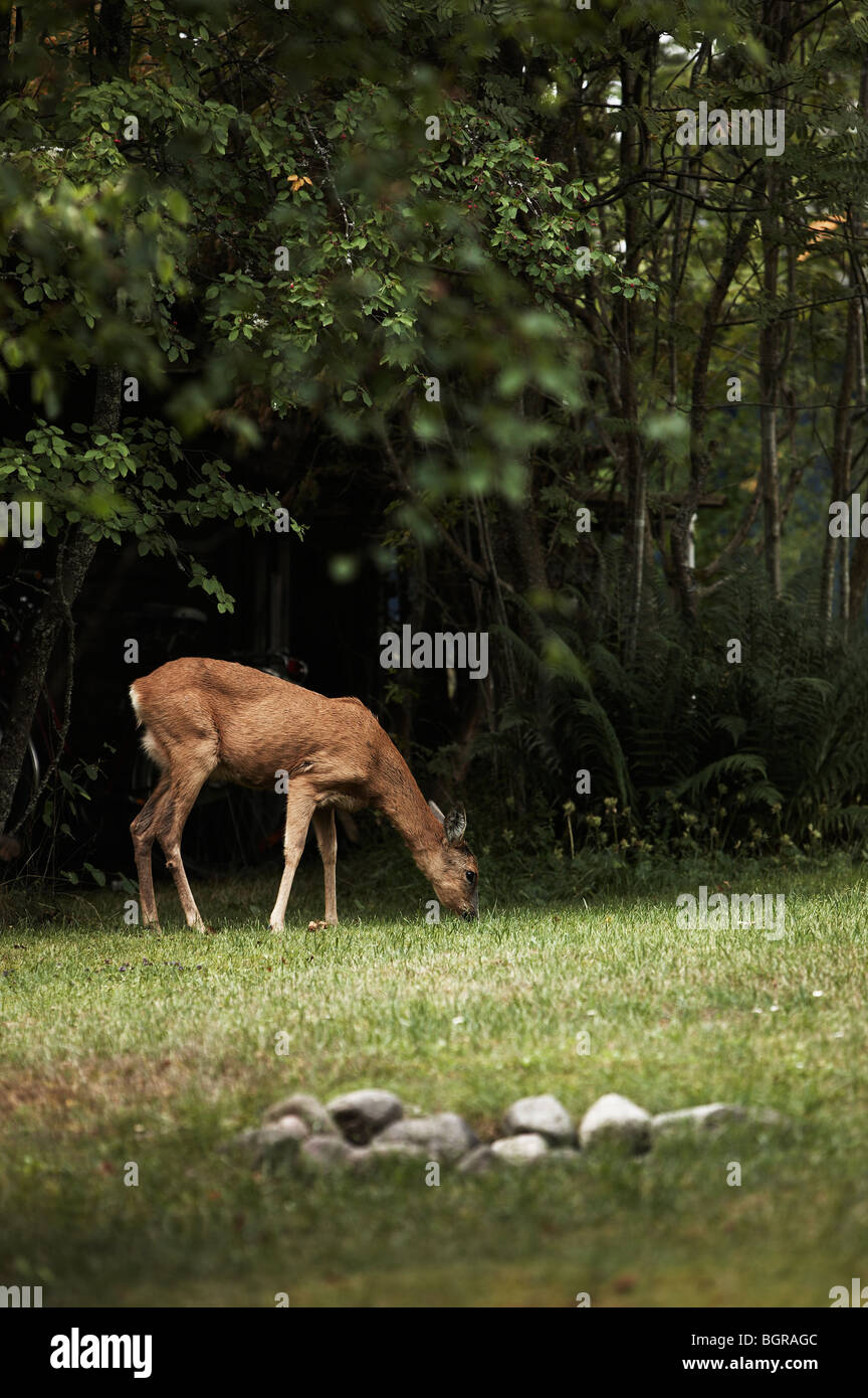 Sweden Roe A roe deer, Sweden Stock Photo - Alamy