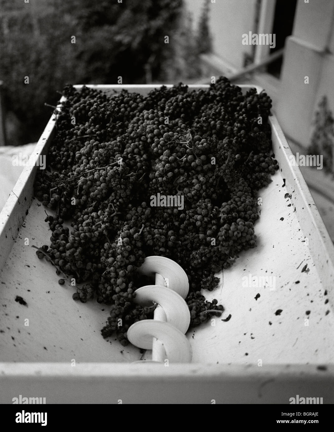 Pressed grapes hires stock photography and images Alamy