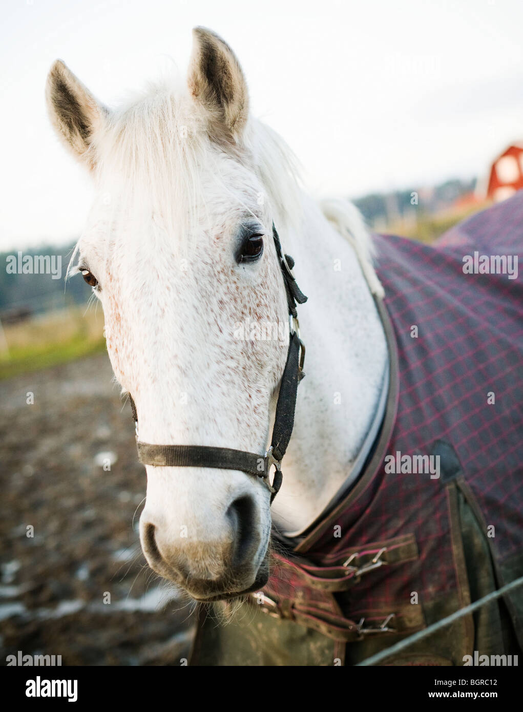 A white horse, close-up, Sweden. Stock Photo