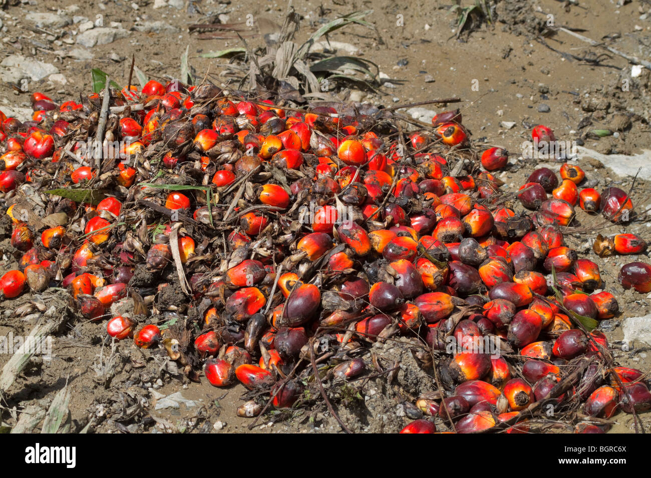 Harvested fruit from an oil palm plantation in Sabah, Malaysian Borneo. Stock Photo