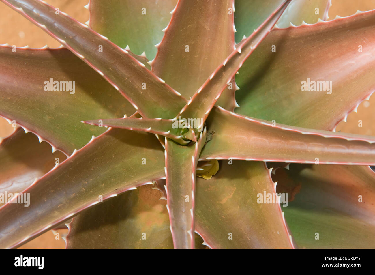 Berenty Reserve, Cactus, Madagascar Stock Photo