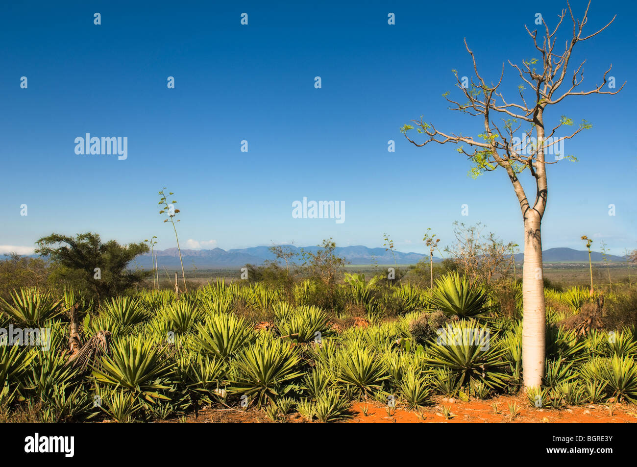 Berenty Nature Reserve, Cactus, Madagascar Stock Photo