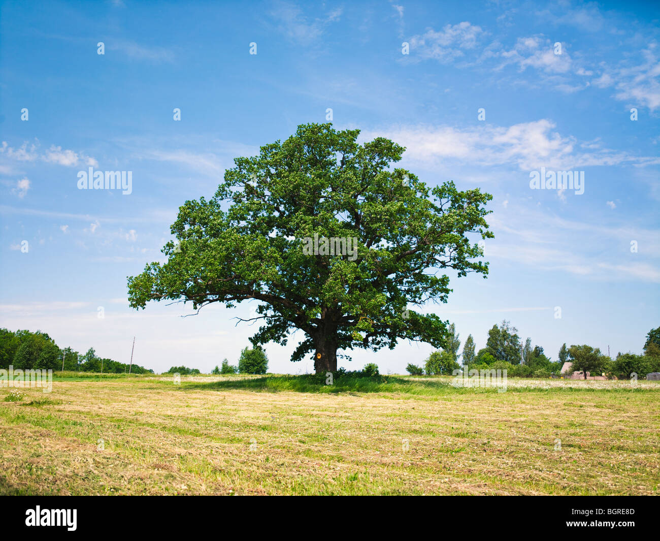 Oak trees field sun hi-res stock photography and images - Alamy