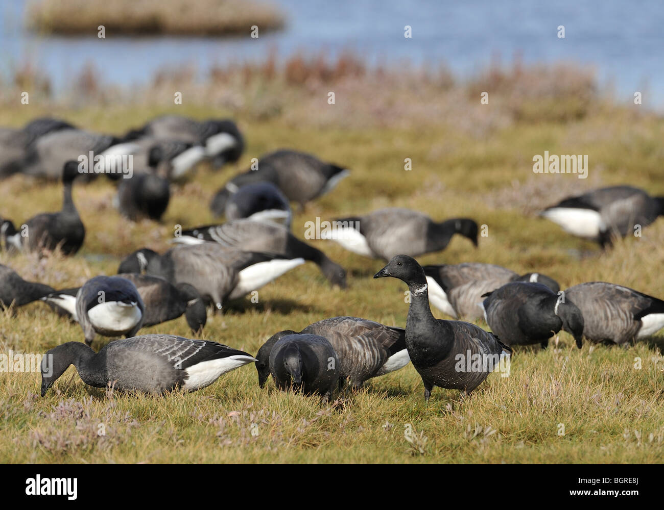 A flock of Brent Geese (Branta bernicla) on a Lincolnshire salt-marsh. Bernache cravant.  Ringelgans.  Barnacla carinegra. Stock Photo