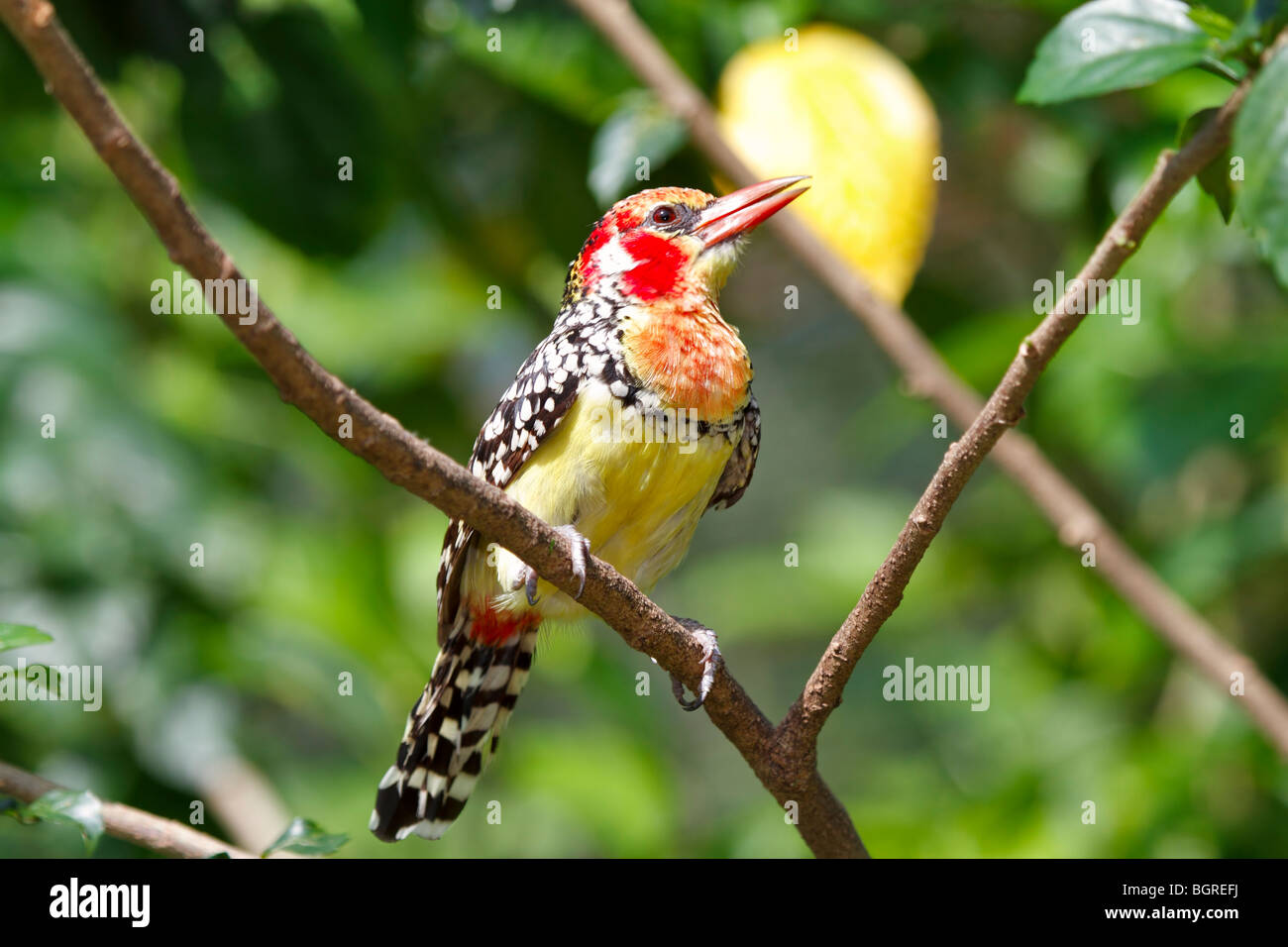 Red and Yellow Barbet; Trachyphonus erythrocephalus, female Stock Photo