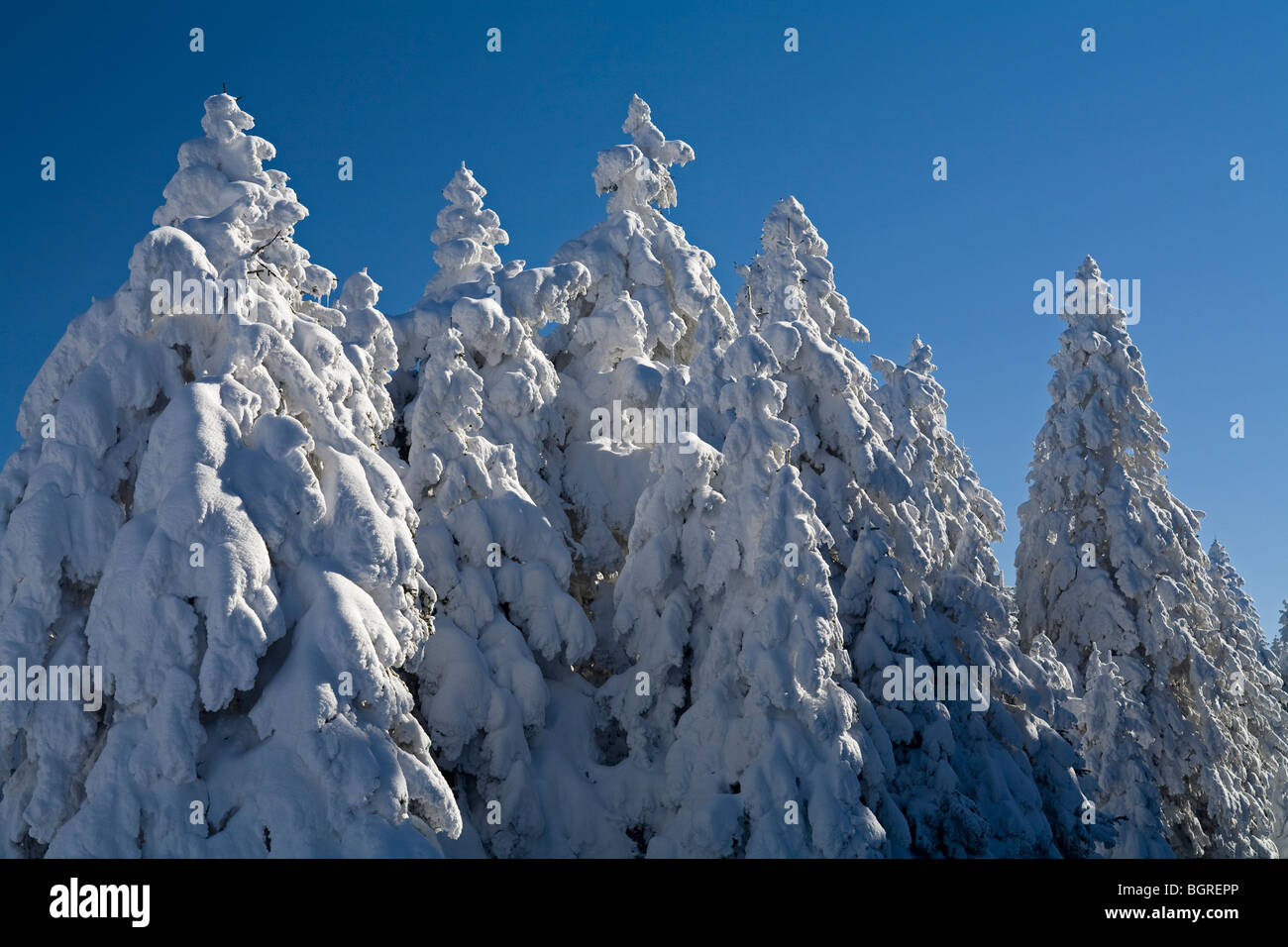 Snow covered pine forest of Aladag Mountain Bolu Turkey Stock Photo