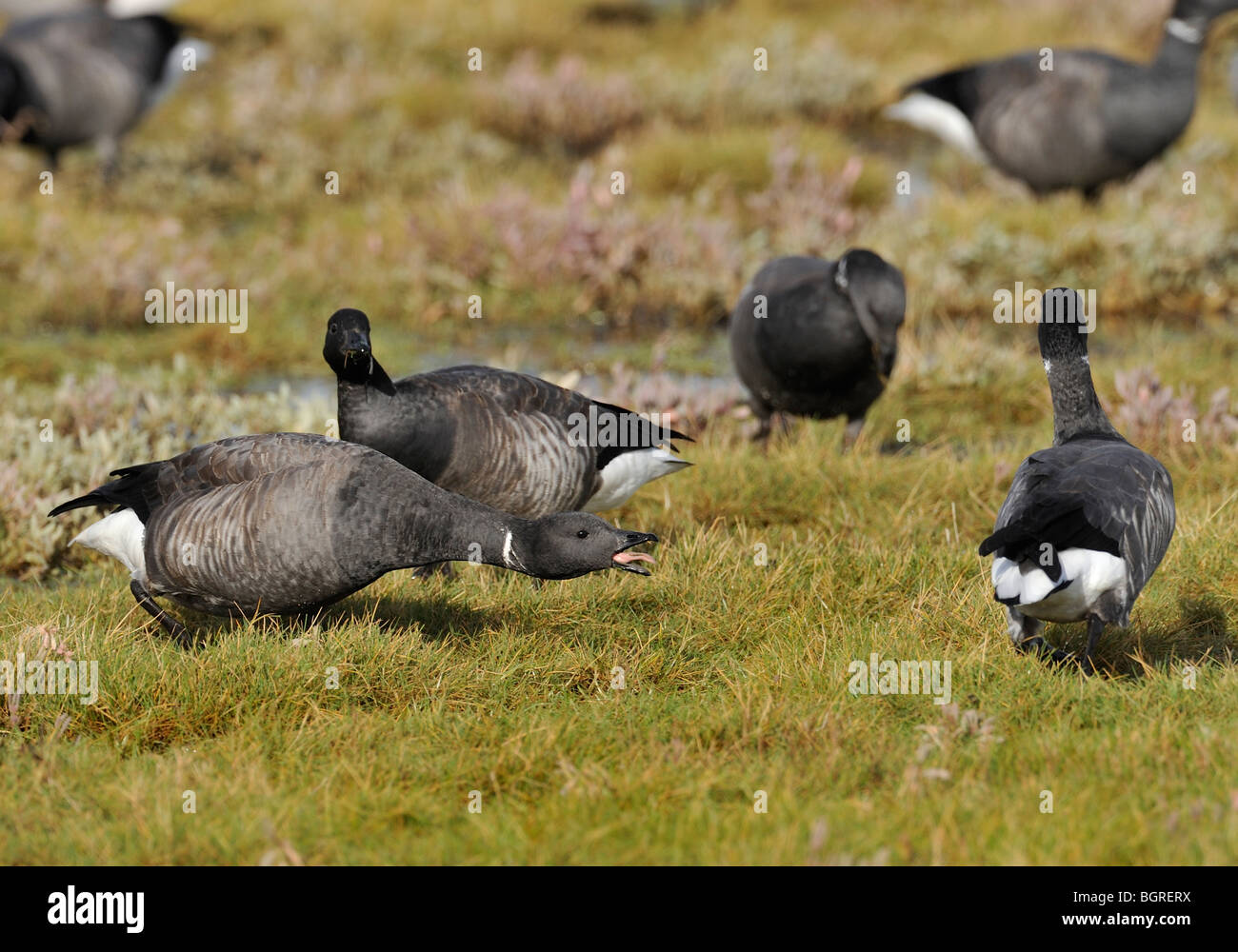Aggression displayed in a flock of Brent Geese (Branta bernicla) on a salt-marsh. Bernache cravant.  Ringelgans.  Barnacla carinegra. Stock Photo