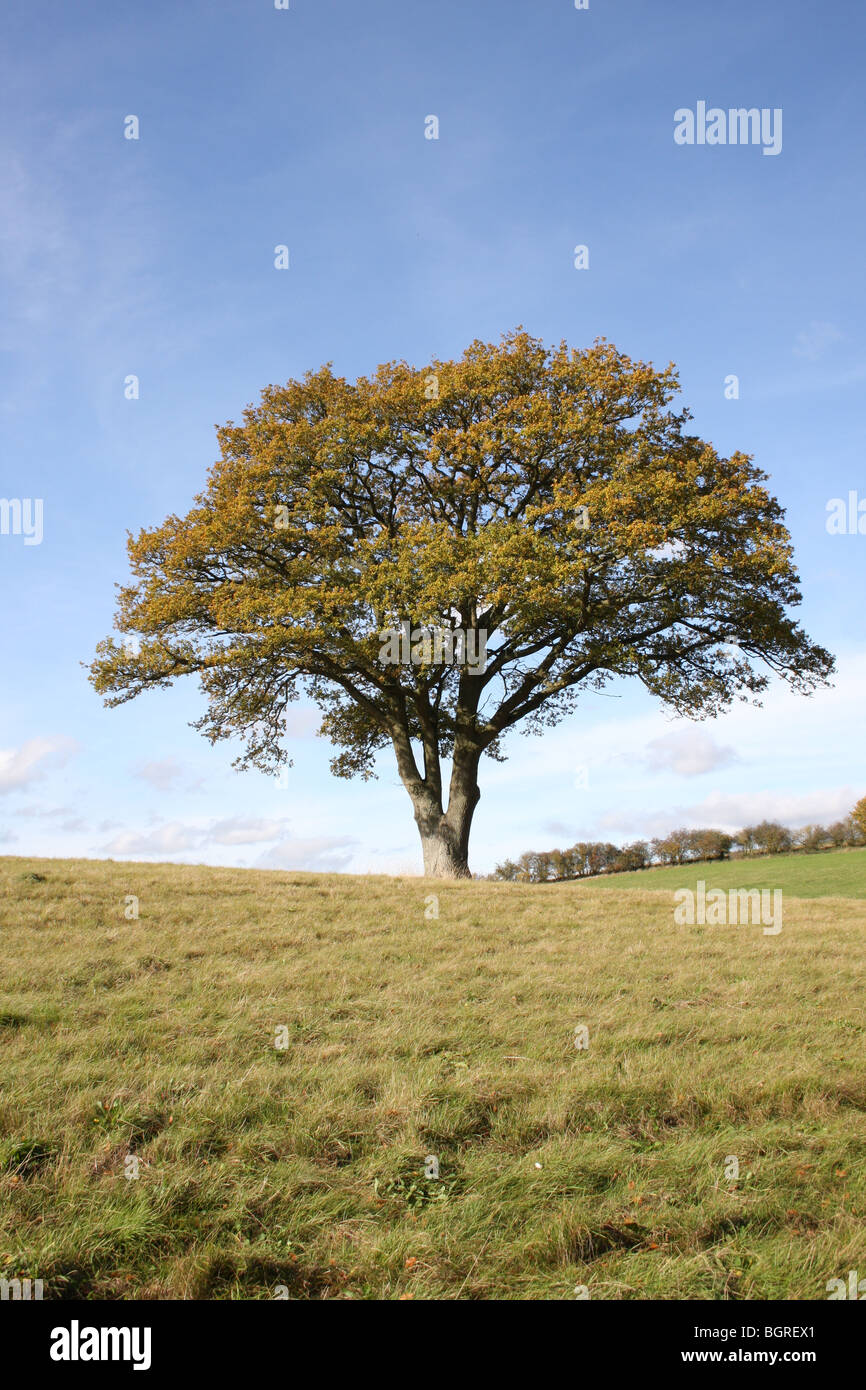 A beautiful Oak tree stood alone, with its trees turning to autumn colours. Stock Photo