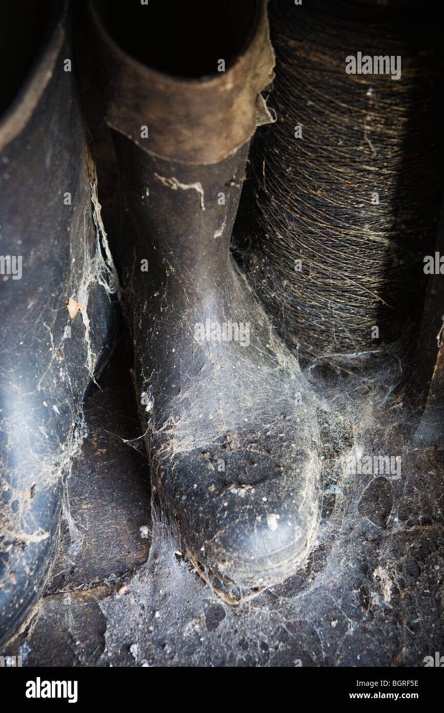 Old wellington boot hires stock photography and images Alamy