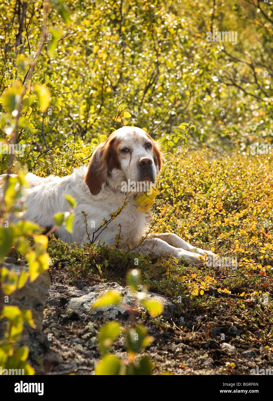 A dog in the sun, Sweden. Stock Photo