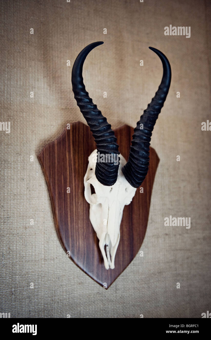 The horns of a he-goat hanging on the wall, Sweden. Stock Photo