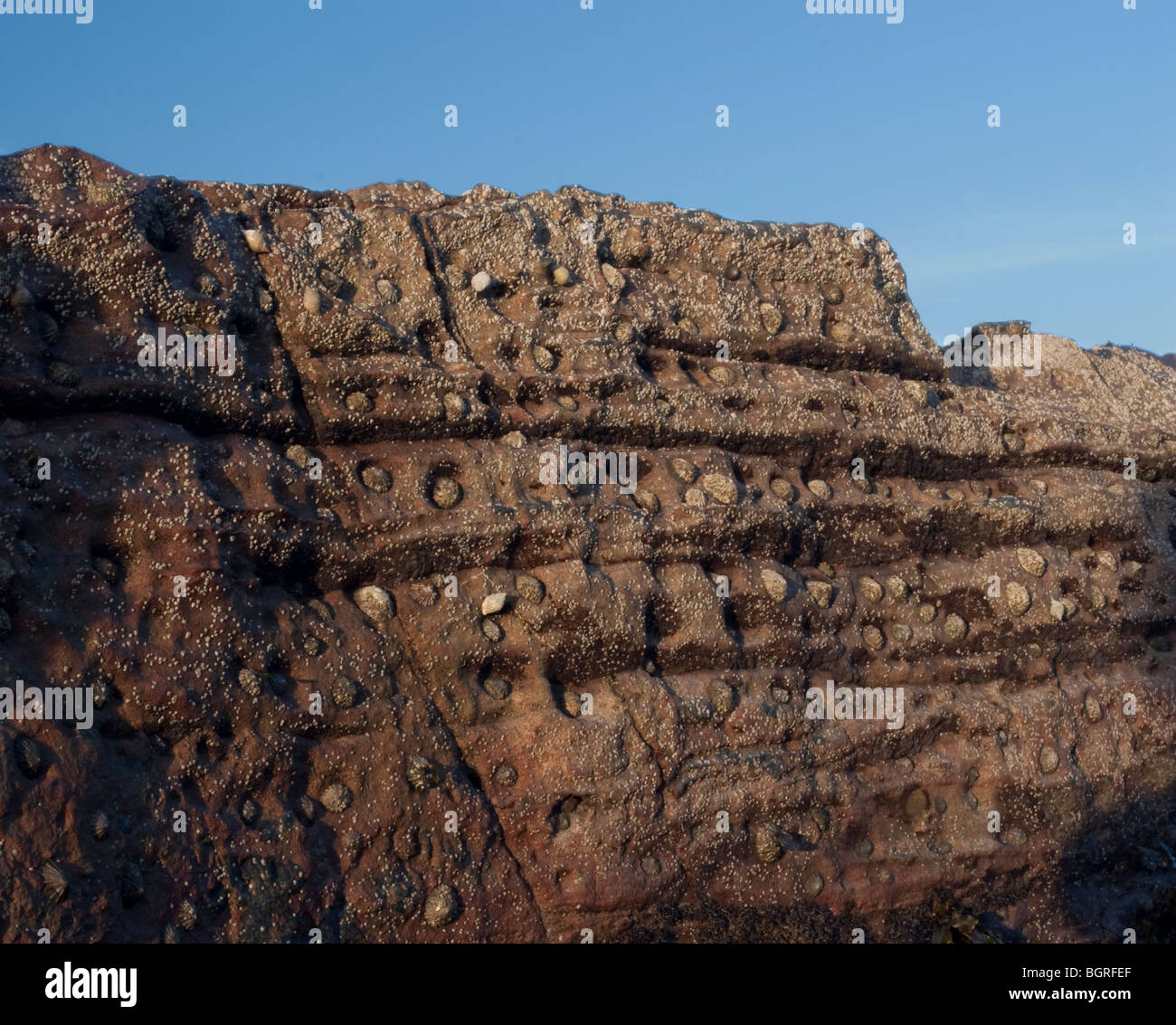 Exposed rocky shore at low tide, Montrose Bay, Scotland Stock Photo