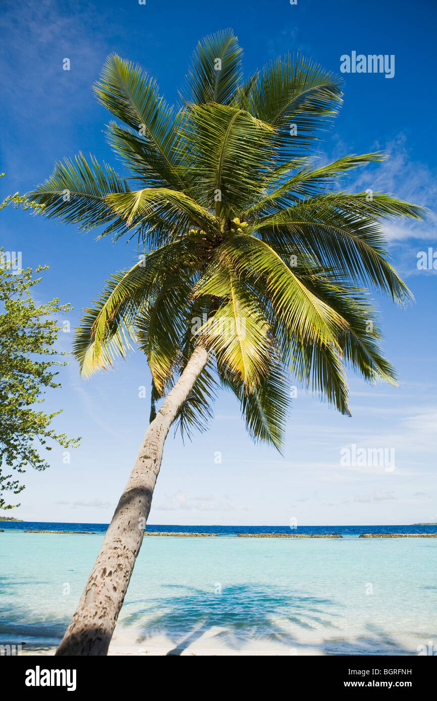A palm tree by a beach, the Maldives Stock Photo Alamy
