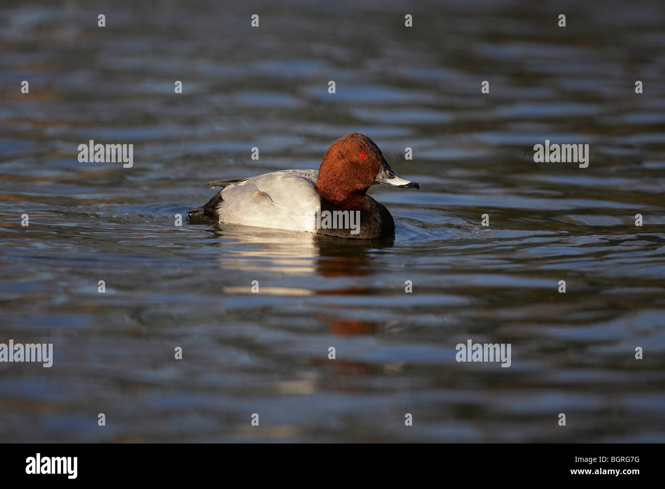 Pochard, Aythya ferina drake duck Stock Photo