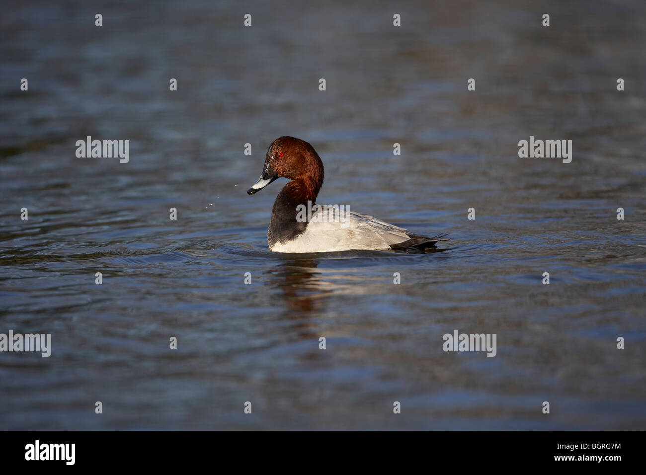 Pochard, Aythya ferina duck Stock Photo