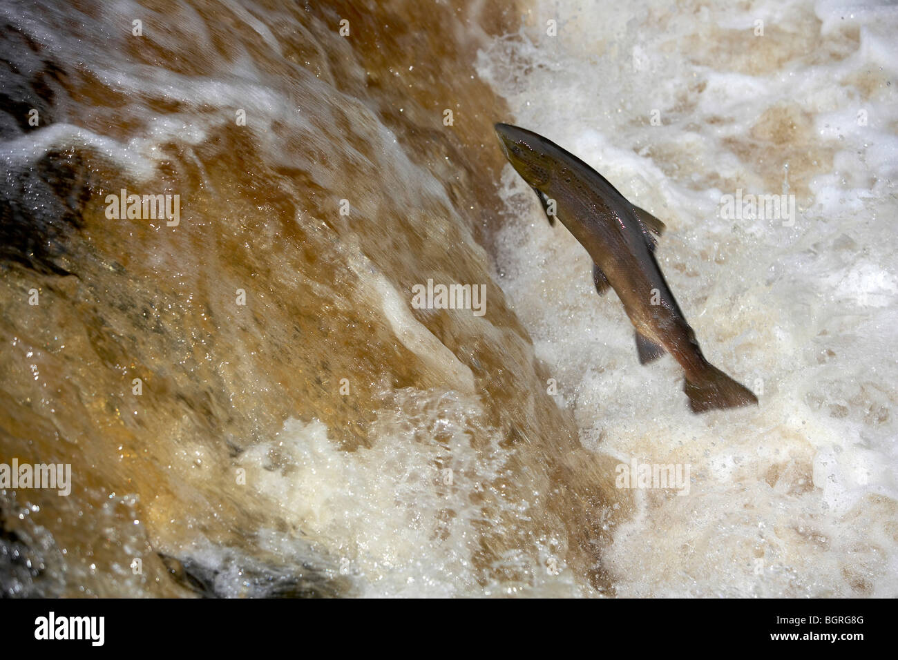 Wild Atlantic Salmon, Salmo salar leaping up a waterfall on the River