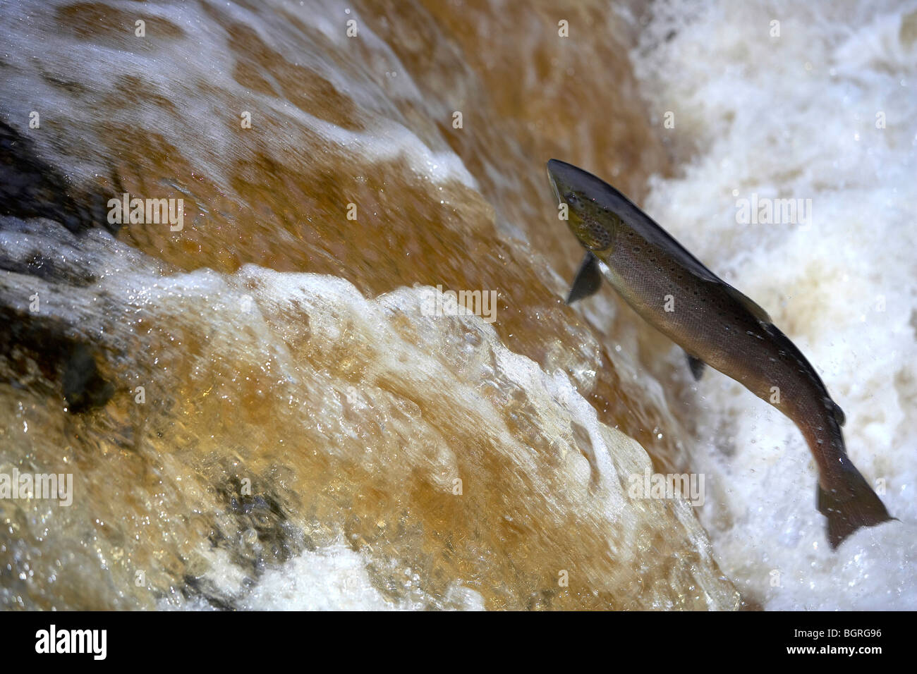 Wild Atlantic Salmon, Salmo salar leaping up a waterfall on the River Ribble, Stainforth, Yorkshire Dales, UK Stock Photo